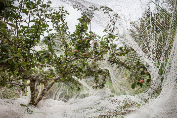 netted apple tree-153